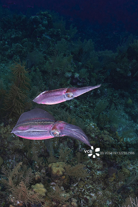 加勒比海礁鱿鱼图片素材