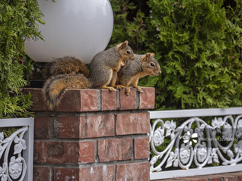 道格拉斯松鼠母子图片素材