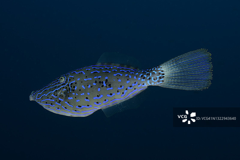 涂鸦Filefish图片素材