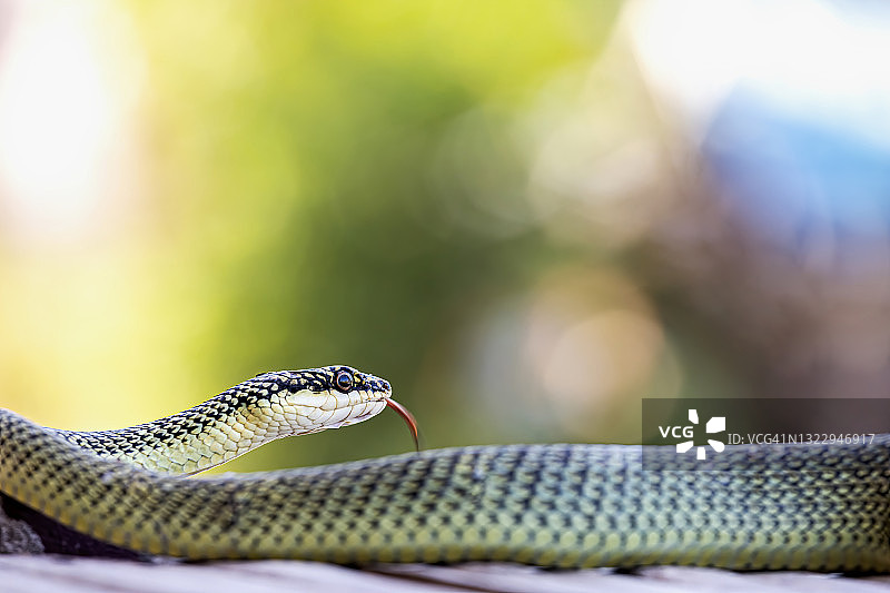 金花蛇图片素材