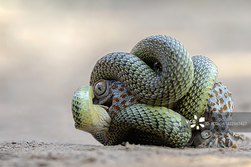 金花蛇捕食壁虎，分布于南亚和东南亚图片素材