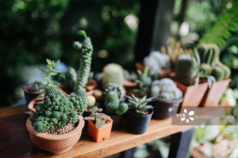 盆栽仙人掌图片素材