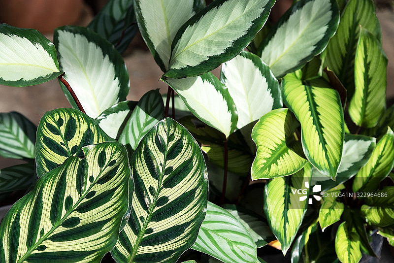 祈祷竹芋—— Majestica、孔雀、银羽图片素材