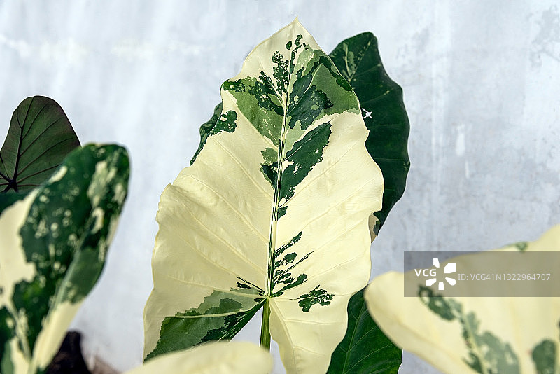 杂色巨型海芋叶图片素材