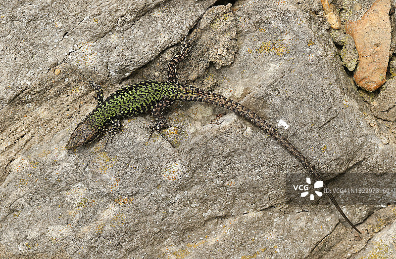 一只美丽的壁虎，Podarcis muralis，在一堵石墙上晒太阳。图片素材