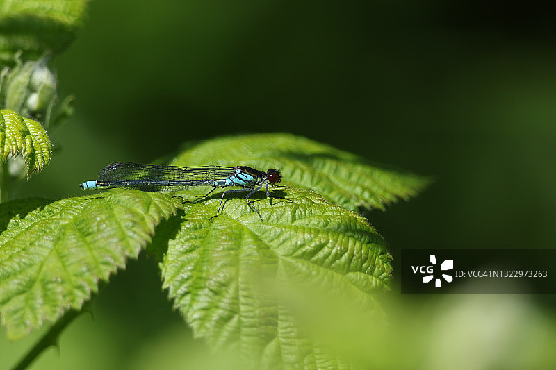 新生的雄性红眼豆娘在春天栖息在荆棘叶上图片素材
