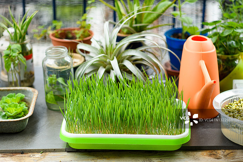 室内花园图片素材