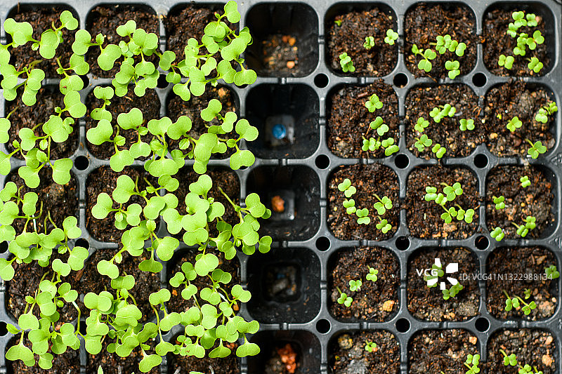 幼苗生产图片素材