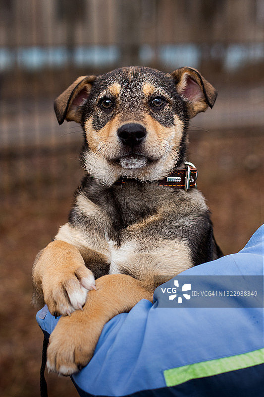 棕色和米色短毛小狗坐在手上图片素材