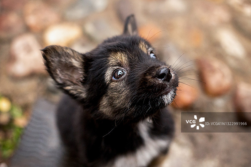 夏日户外可爱的幼犬图片素材