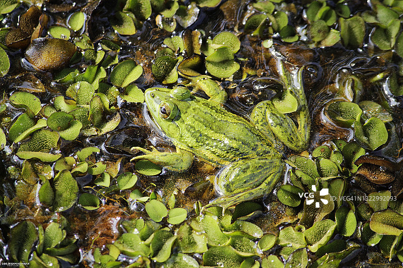 喀拉拉邦绿蛙图片素材