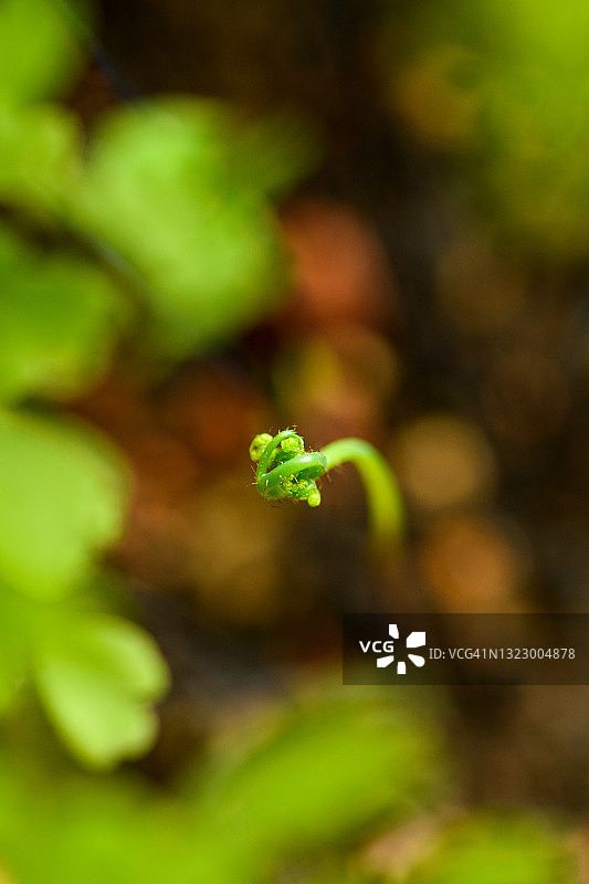 绿色铁线蕨的新生图片素材