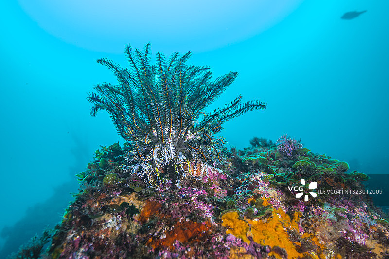 蓝色水域背景下的海百合（日本三重县尾鹫市）图片素材