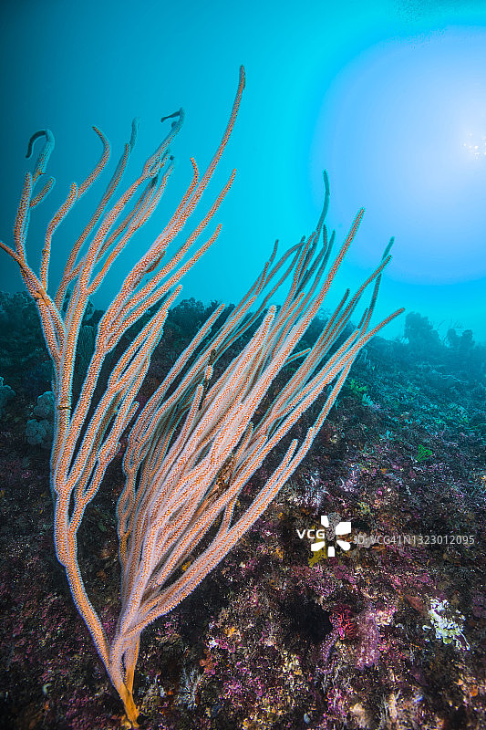 日本三重县海鞭珊瑚图片素材