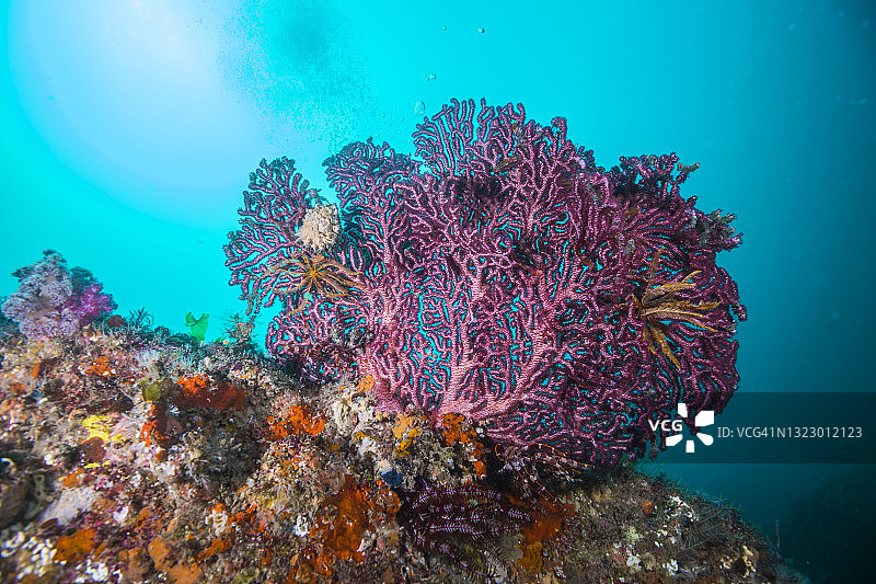 紫色柳珊瑚在蓝色大海和阳光背景下（日本三重县尾鹫市）图片素材