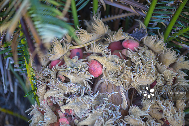 成熟的苏铁果实，三重县尾鹫市图片素材