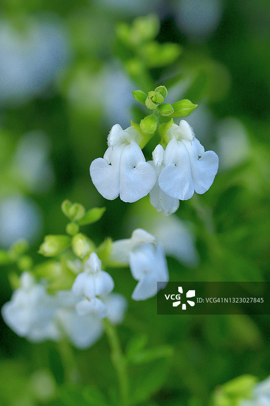 婴儿鼠尾草/小叶鼠尾草：白色、红色和双色图片素材