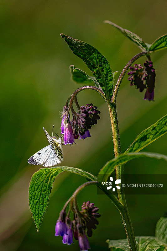菜粉蝶图片素材