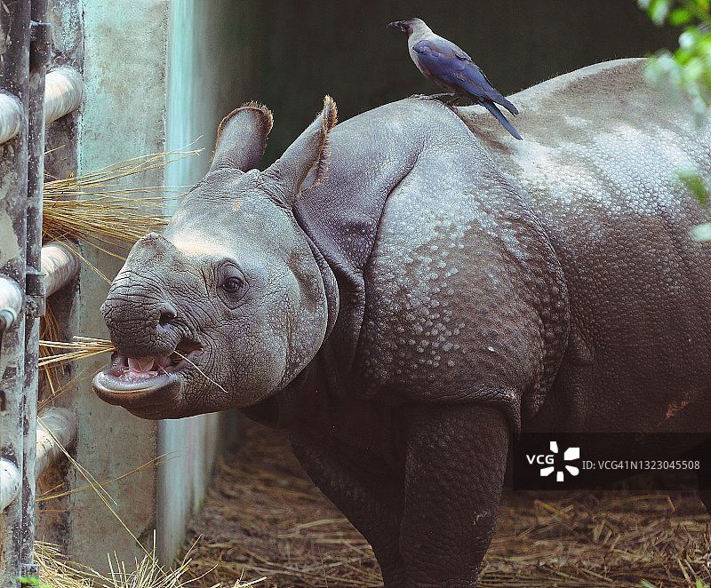 犀牛进食图片素材