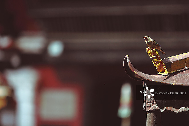 屋顶上的麻雀图片素材