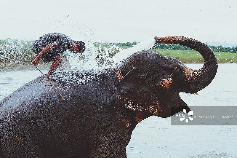 大象与主人一起泼水图片素材
