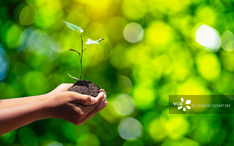 世界环境日概念：手捧树苗，呵护地球图片素材