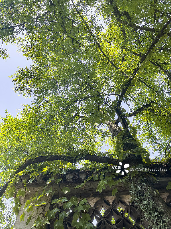 墙边的大树图片素材