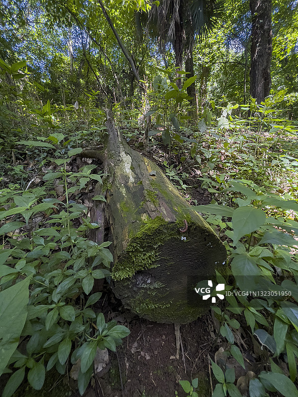 森林中覆盖着苔藓的木头图片素材