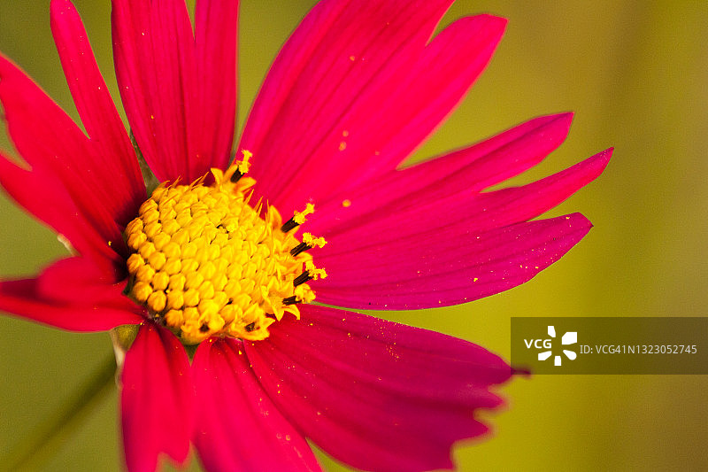 红色花瓣和花粉图片素材