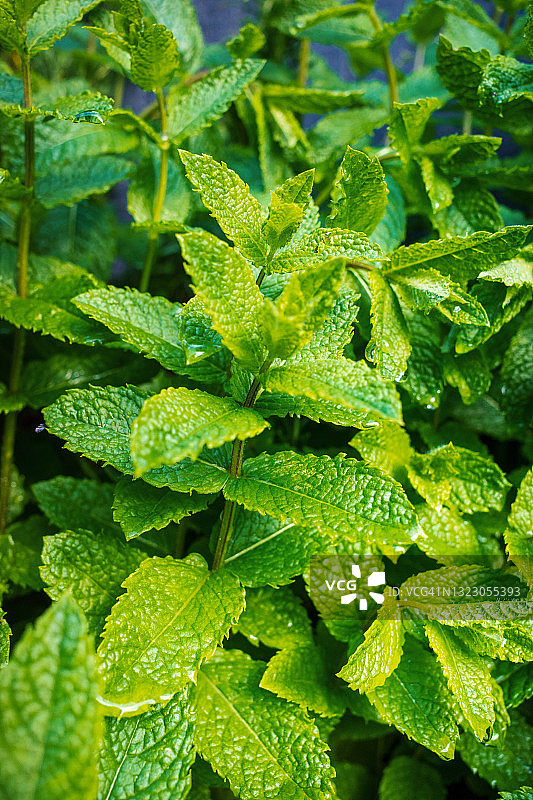 绿色薄荷叶图片素材