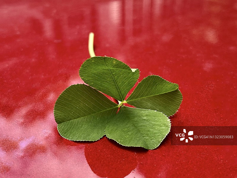 四叶草图片素材