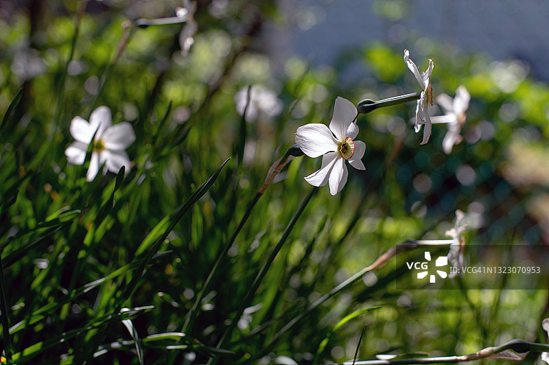 阳光下的水仙花图片素材