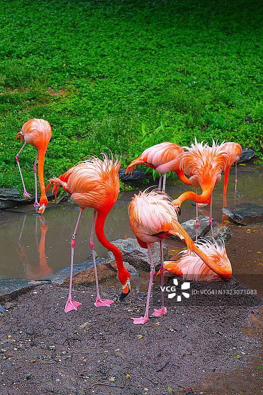 加勒比海火烈鸟图片素材