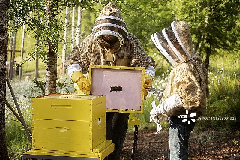 父子养蜂图片素材