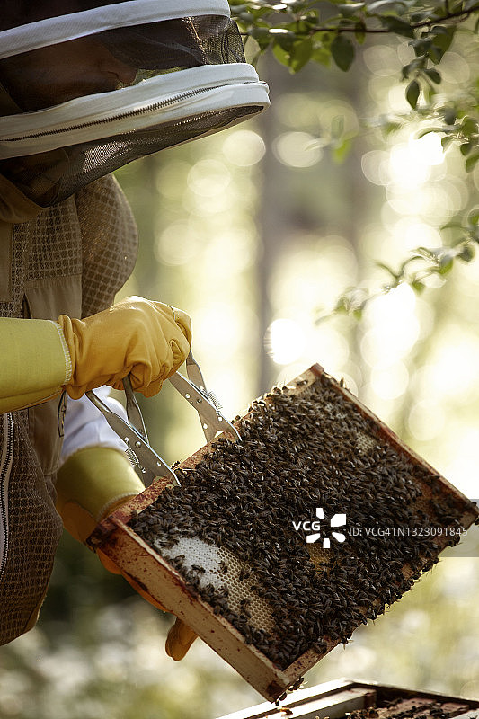 养蜂图片素材