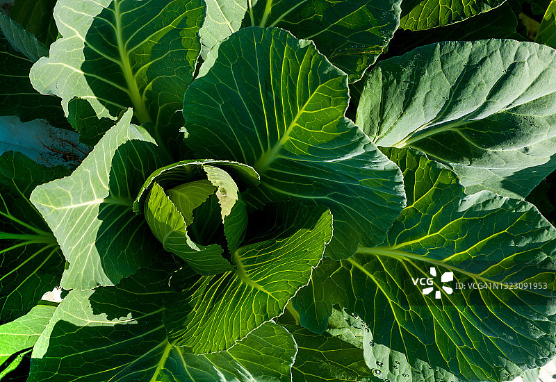 静物：新鲜萨伏伊卷心菜与尖头白菜特写图片素材