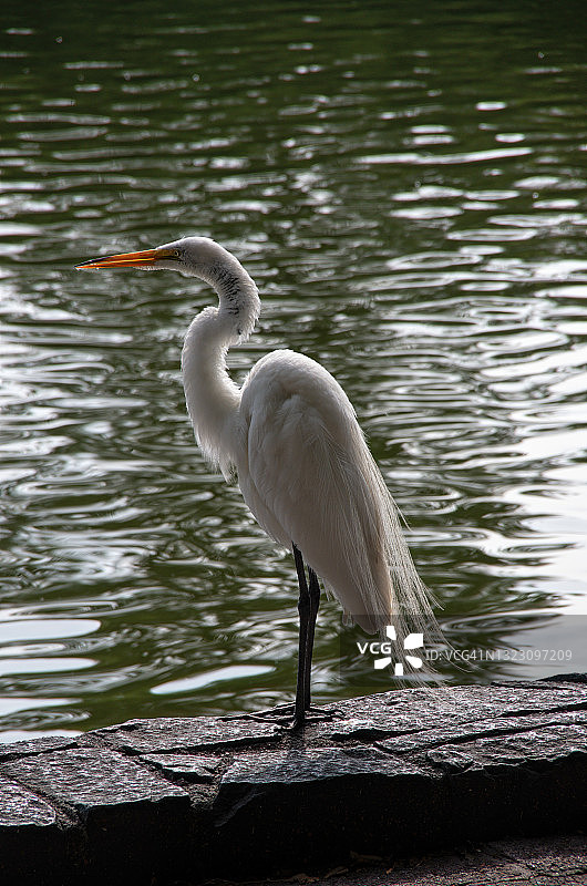 墨西哥城查普尔特佩克公园查普尔特佩克湖旁的大白鹭图片素材