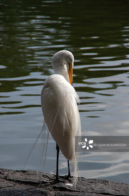 在墨西哥查普尔特佩克公园查普尔特佩克湖旁梳理羽毛的大白鹭图片素材