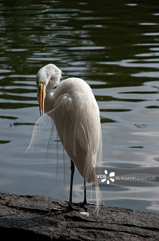 在墨西哥查普尔特佩克公园查普尔特佩克湖旁梳理羽毛的大白鹭图片素材