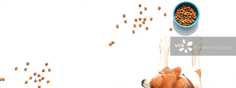 狗爪靠近一碗食物图片素材