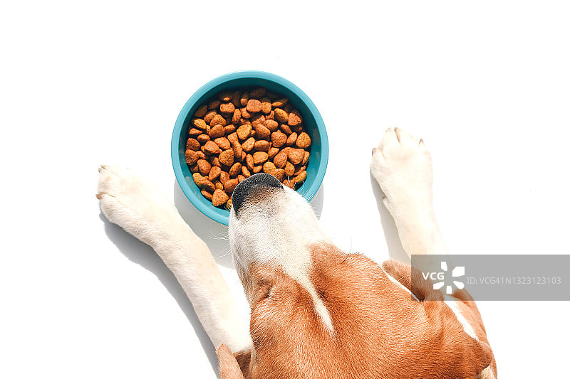 狗爪靠近一碗食物图片素材
