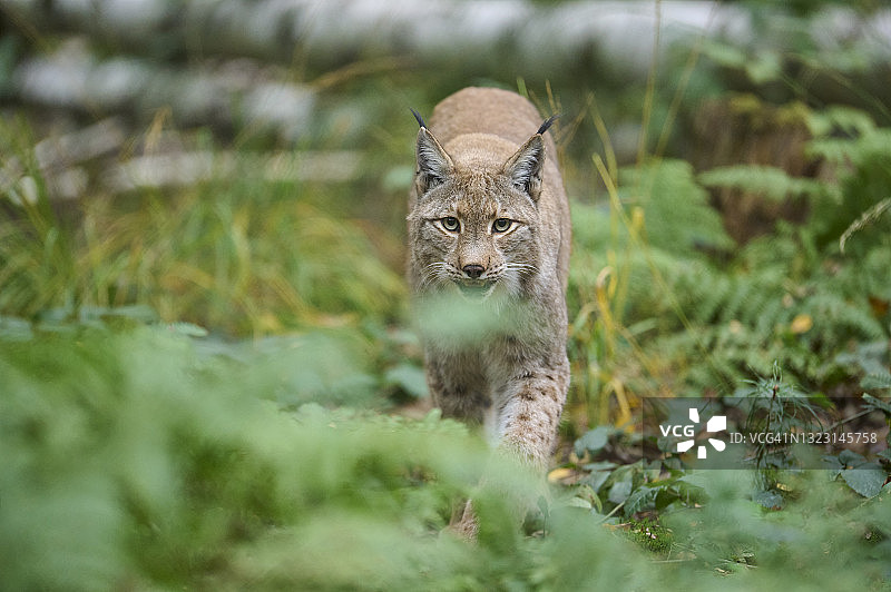 欧亚猞猁图片素材