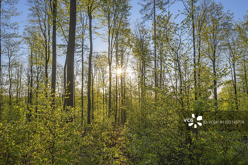 德国巴伐利亚施佩萨特山春季日出时的山毛榉森林图片素材