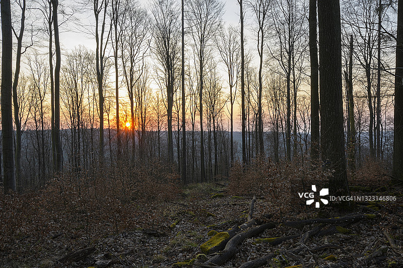 德国巴伐利亚州施佩萨特早春日出时分的榉树林图片素材