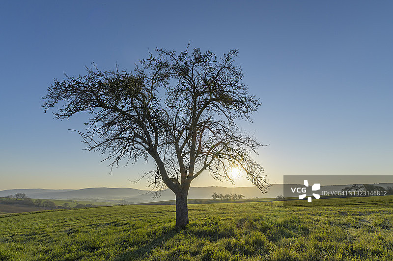 日出时的苹果树图片素材