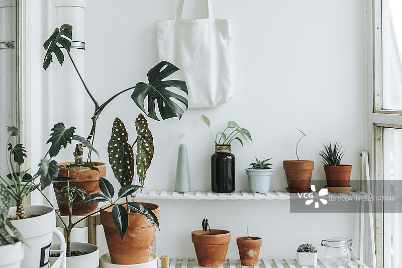 阳台上美丽的植物图片素材