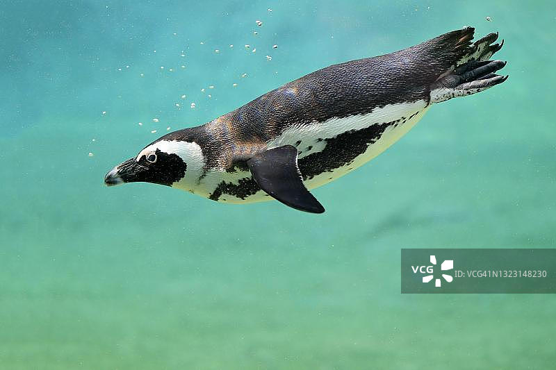 非洲企鹅(Spheniscus demersus),成年企鹅在水中游泳,圈养,南非图片素材