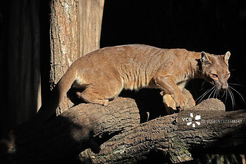 马岛长尾狸猫：成年个体坐在树干上，警惕，人工饲养，马达加斯加图片素材