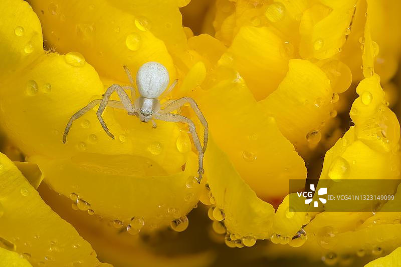 金色花蟹蛛在郁金香上图片素材