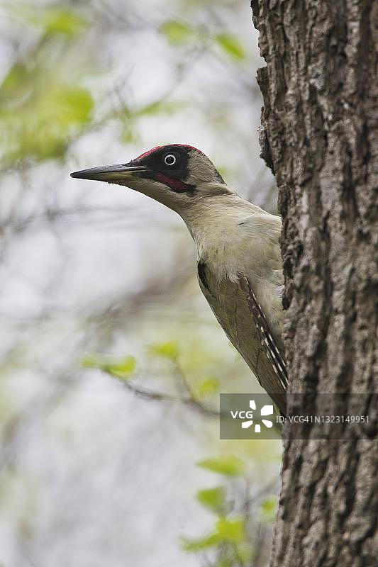 德国下萨克森州埃姆斯兰的欧洲绿啄木鸟图片素材